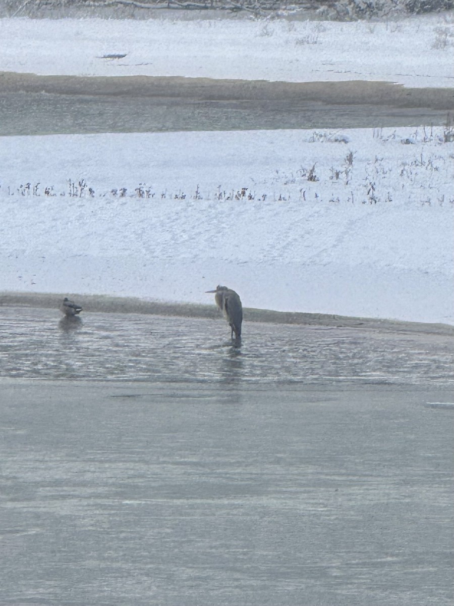 herodiashegre - ML646262829