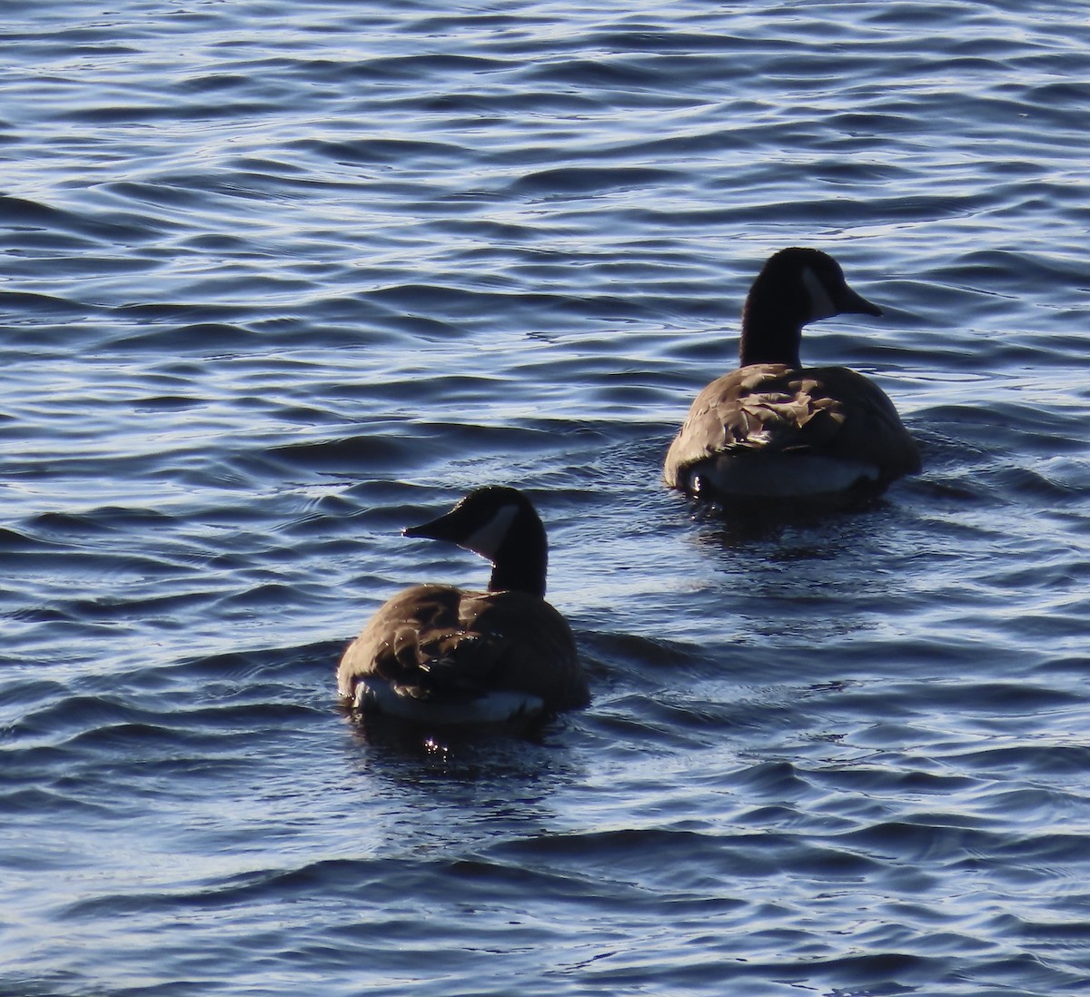 kanadagås - ML646262831