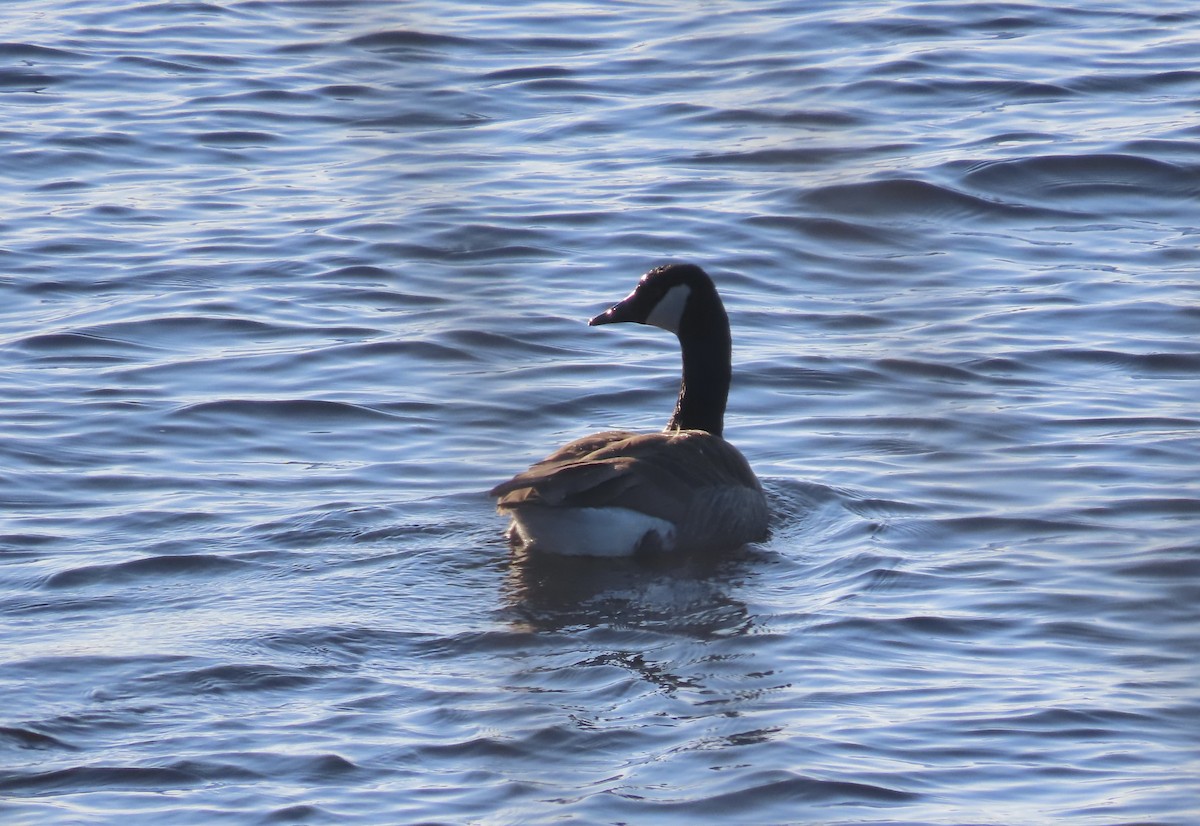 kanadagås - ML646262832