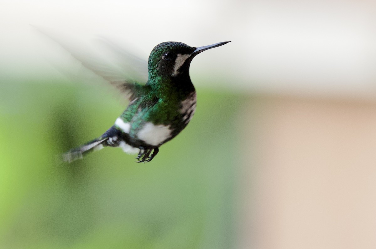 grønntrådstjert - ML646262833