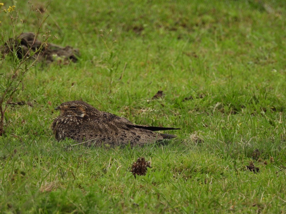 nacundanatthauk - ML646262836