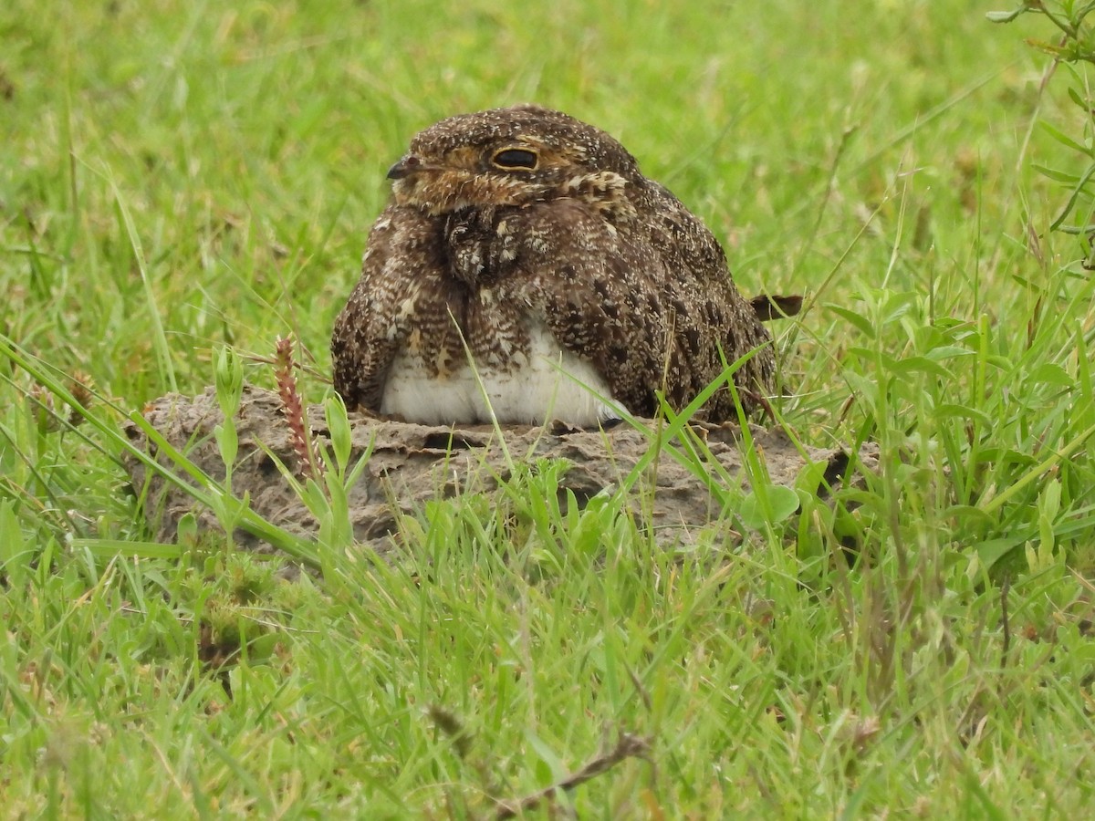 nacundanatthauk - ML646262837