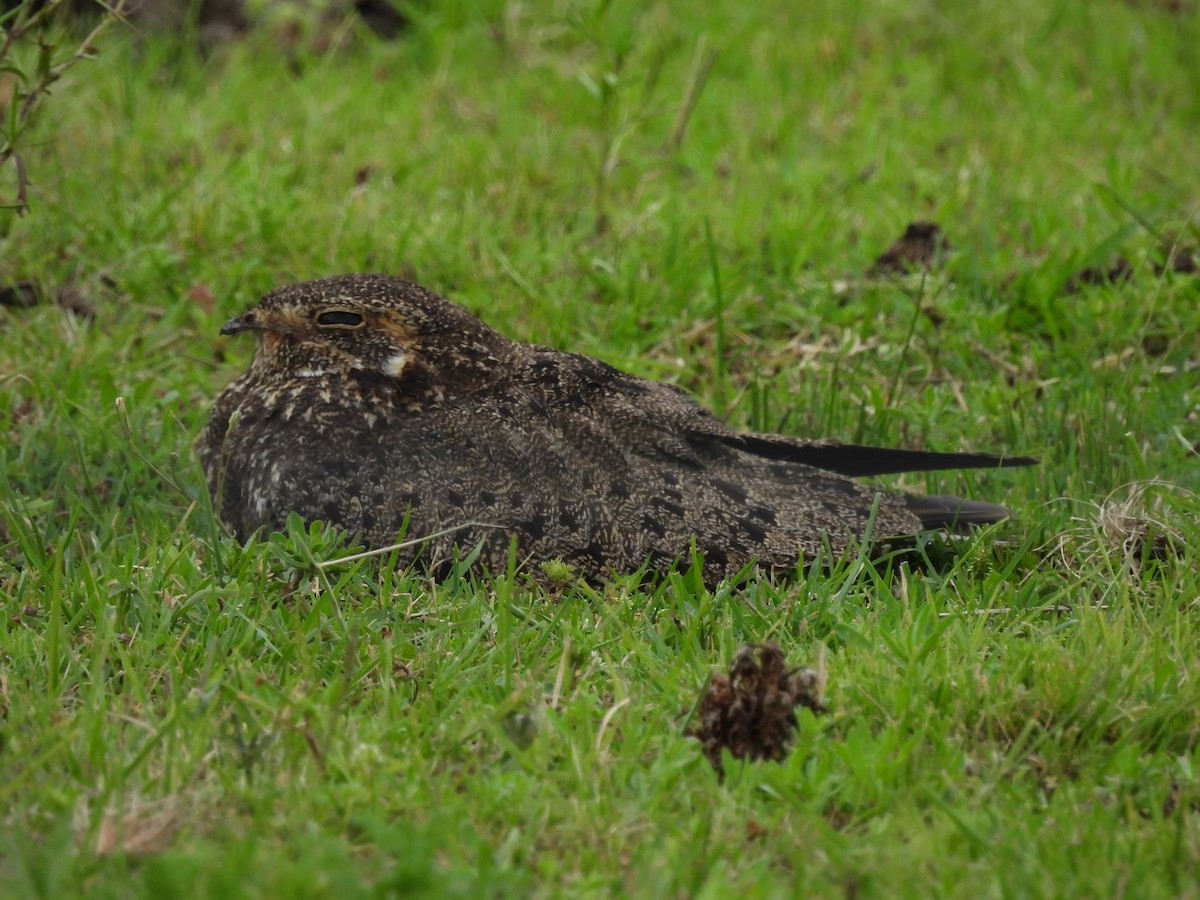 nacundanatthauk - ML646262838