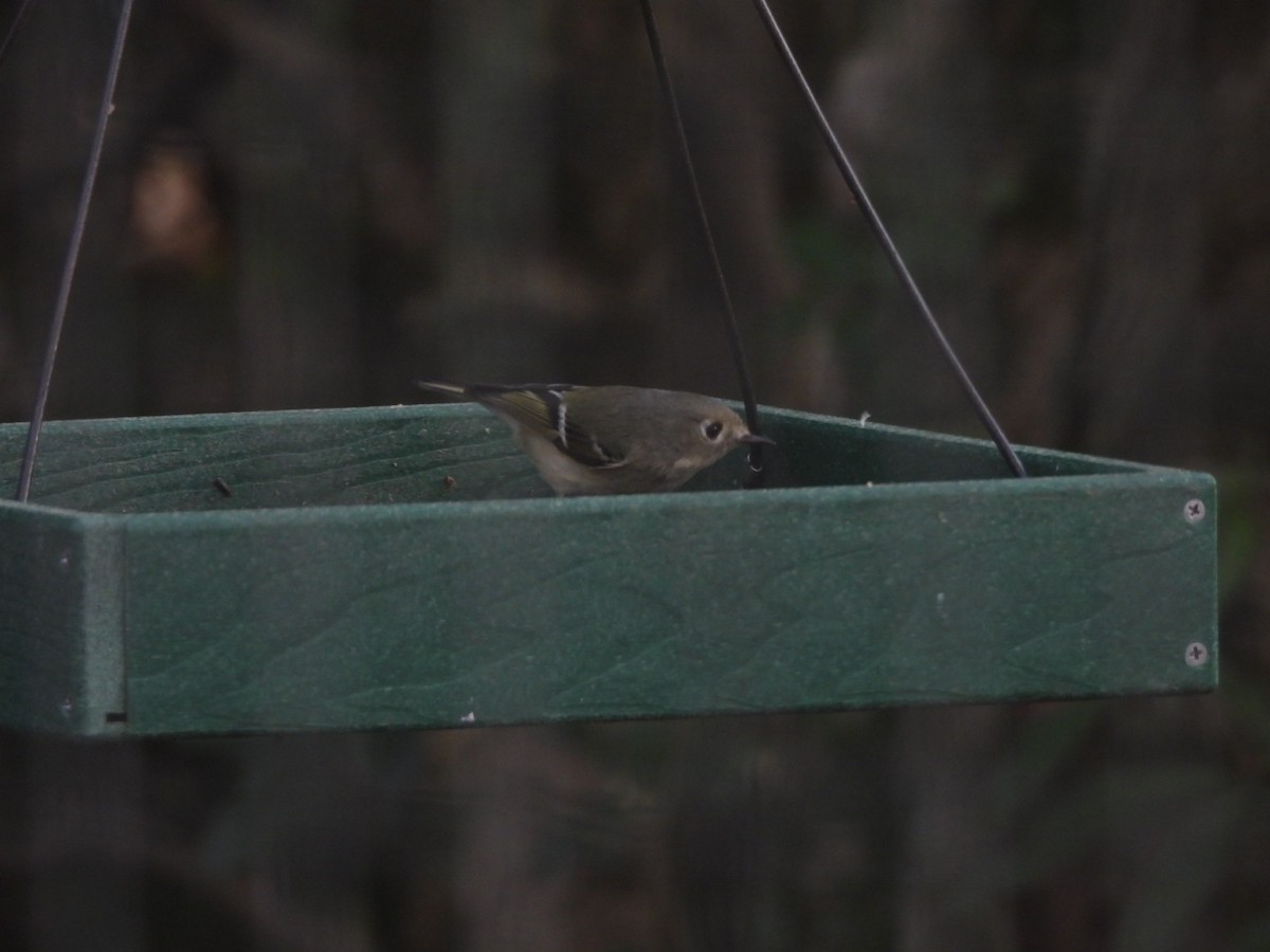 rubinfuglekonge - ML646262840