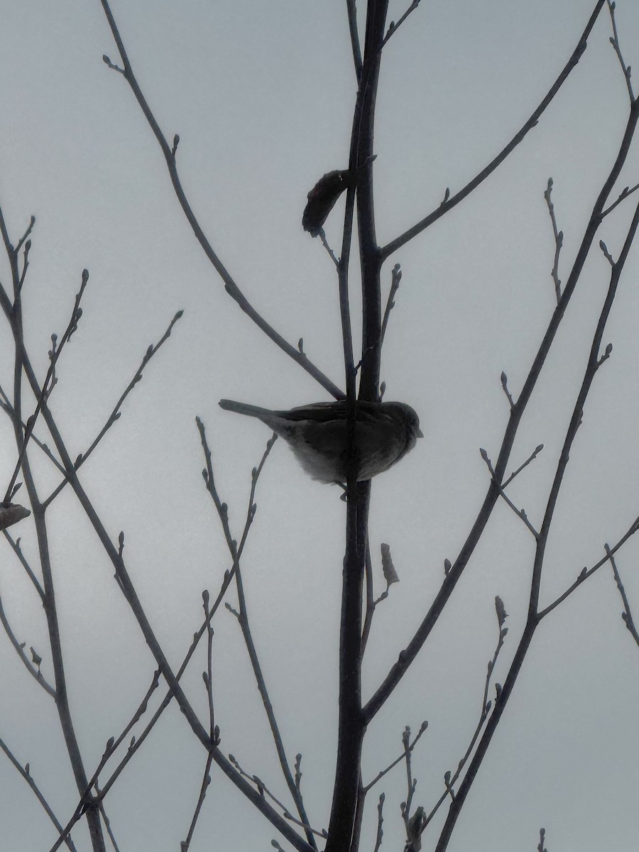 gråspurv - ML646262841