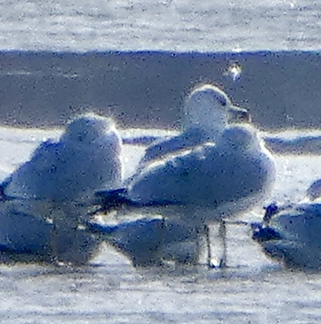 amerikagråmåke - ML646262843