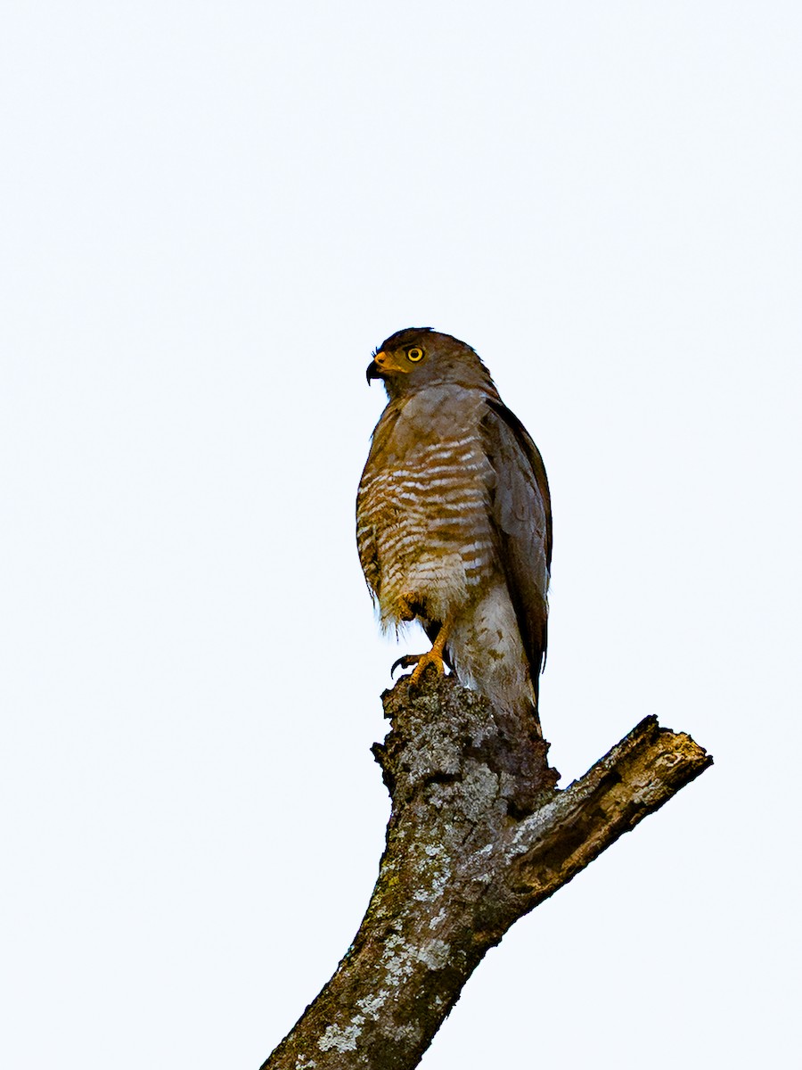 Roadside Hawk - ML646262844