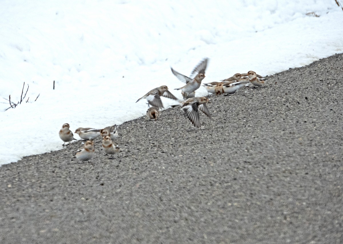 Snow Bunting - ML646262851