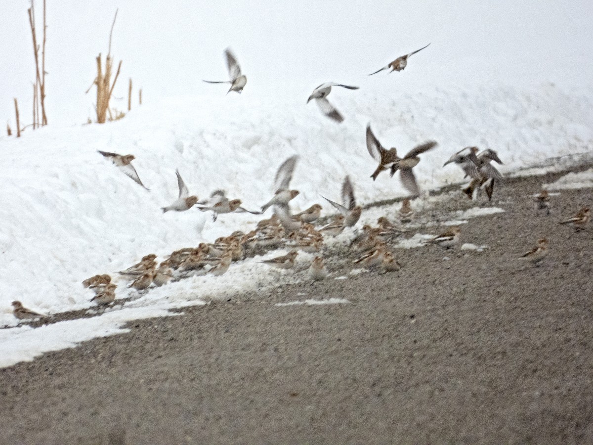 Snow Bunting - ML646262852