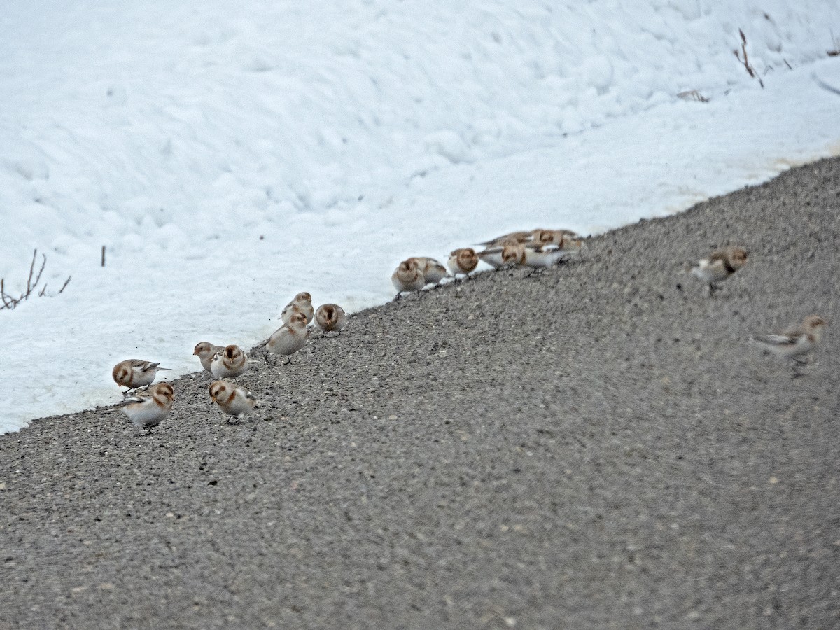 Snow Bunting - ML646262853