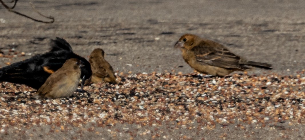 Scaly-breasted Munia - ML646262854