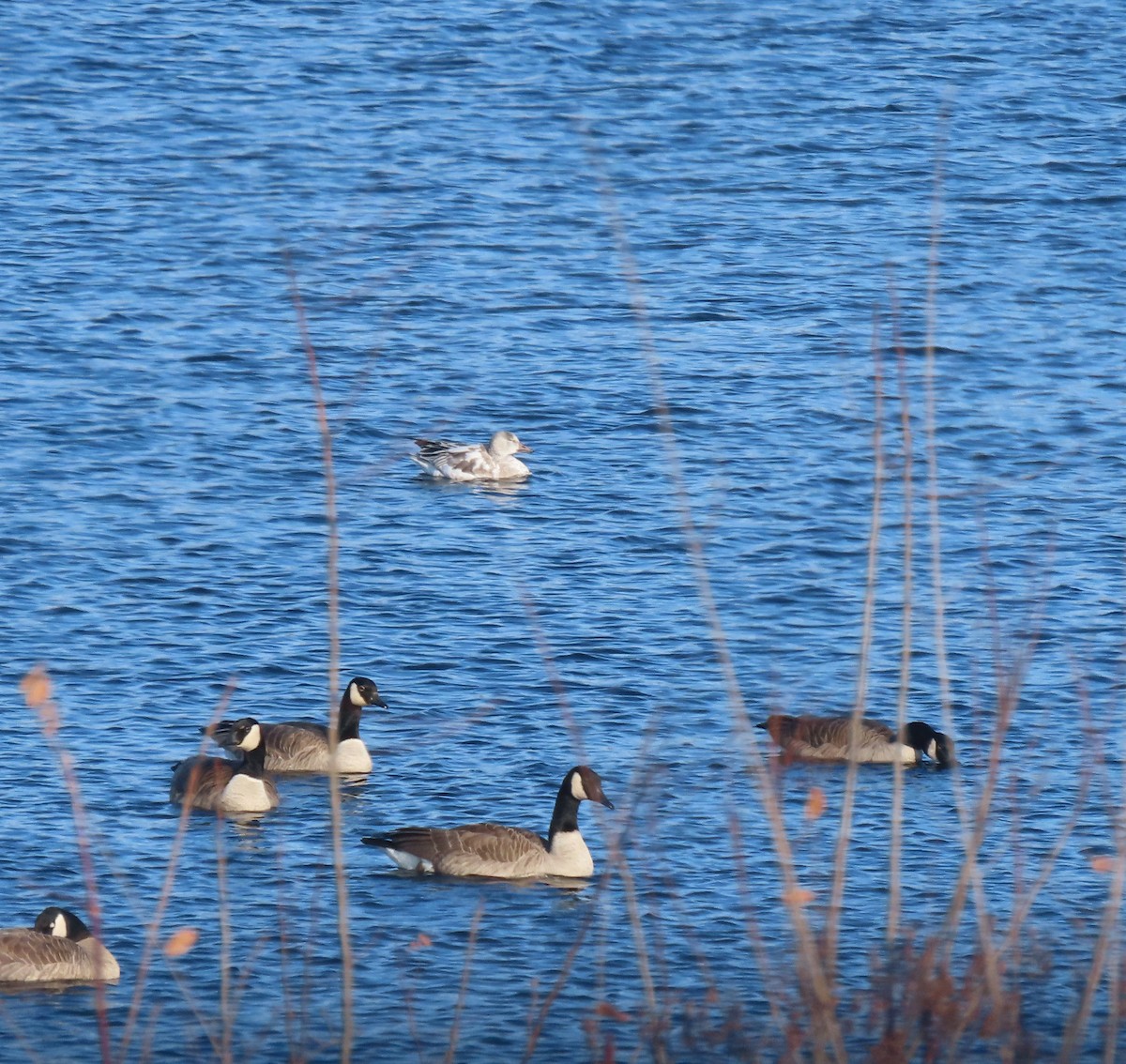 Kar Kazı - ML646262855