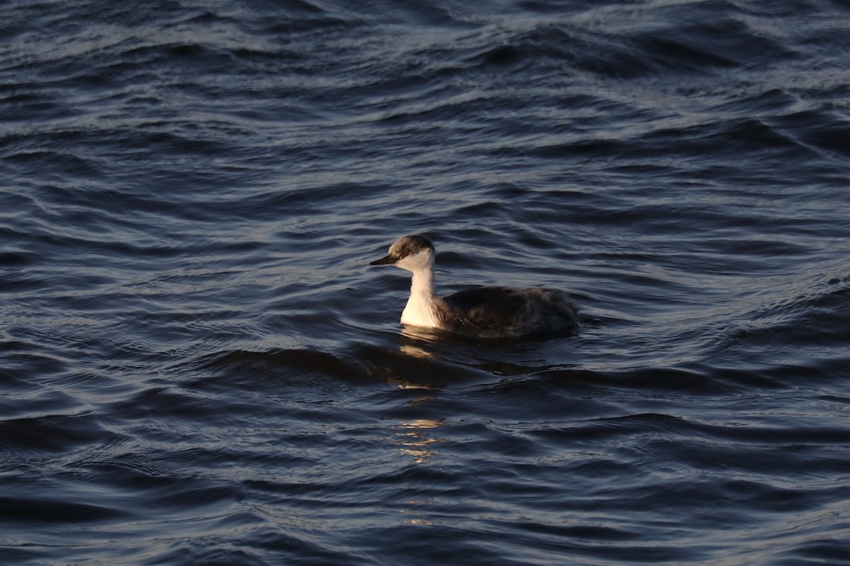 potápka západní - ML646262856