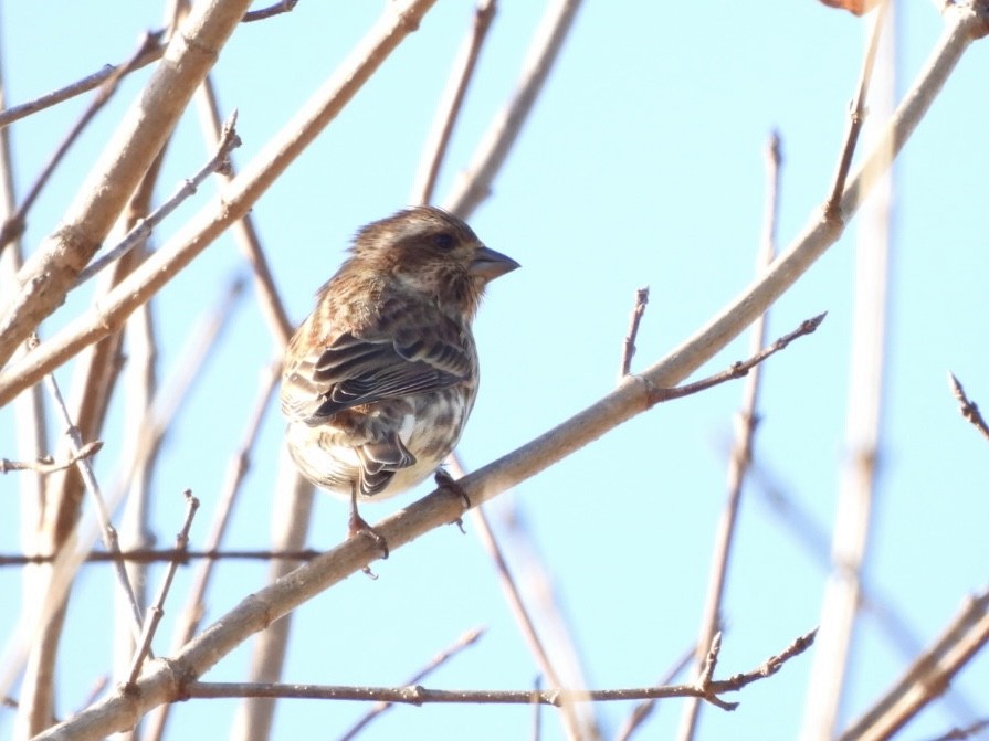 Purple Finch - ML646262861