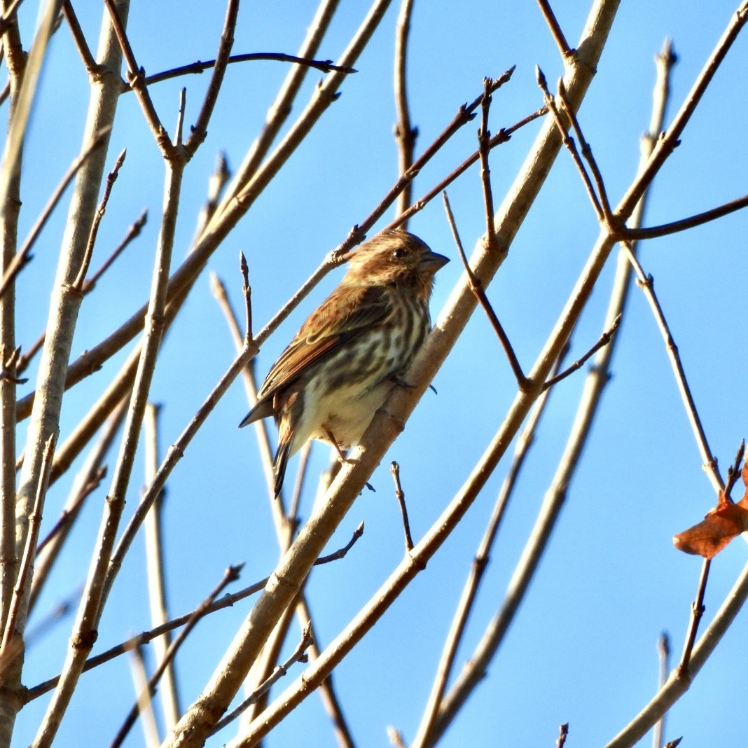 Purple Finch - ML646262862