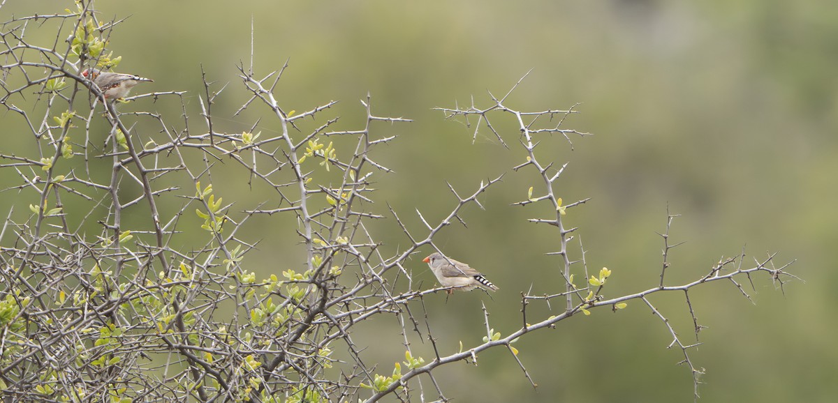 Zebra Finch - ML646262880