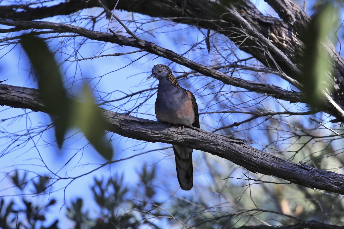 Bar-shouldered Dove - ML646262881
