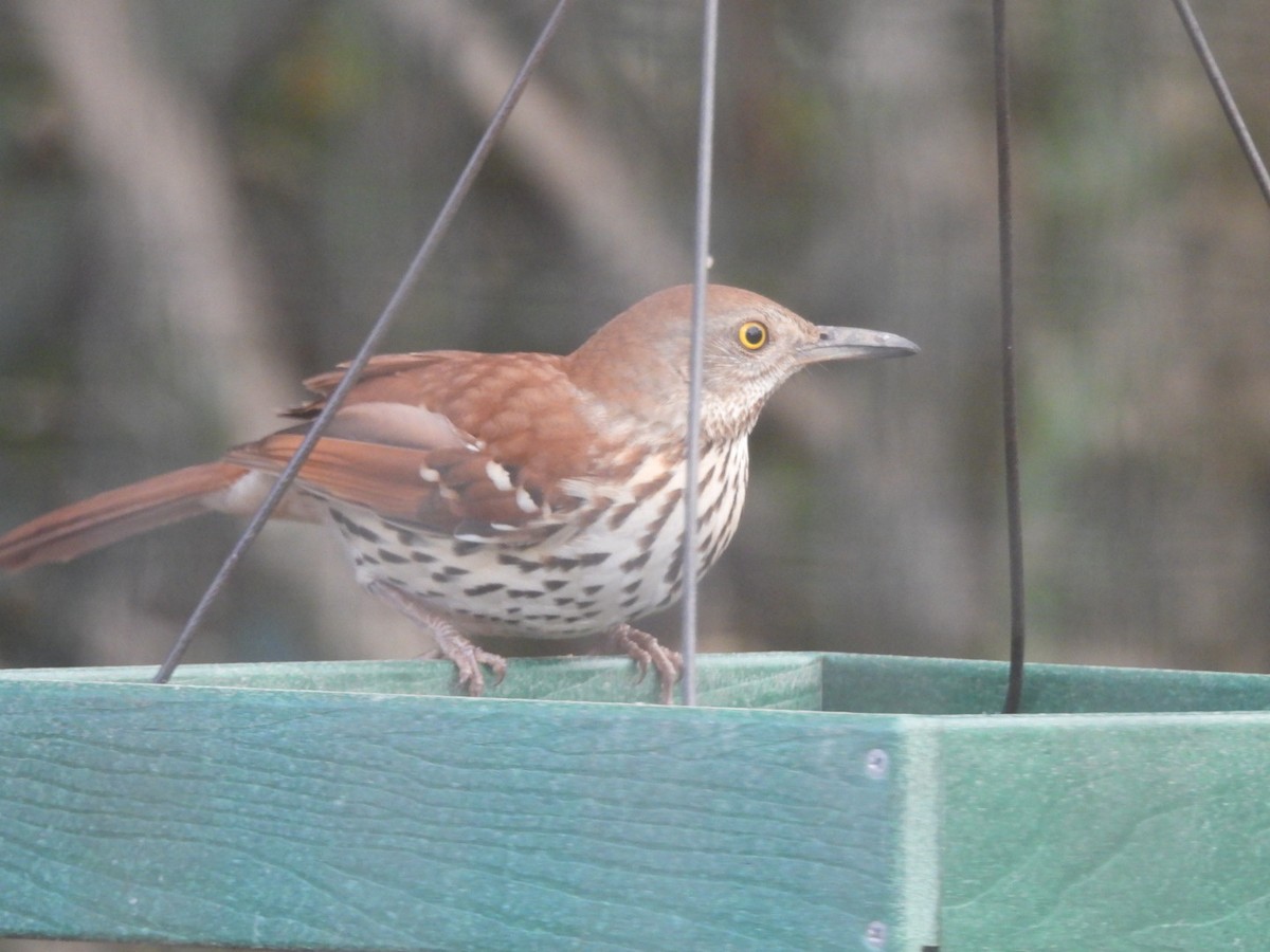 Brown Thrasher - ML646262883