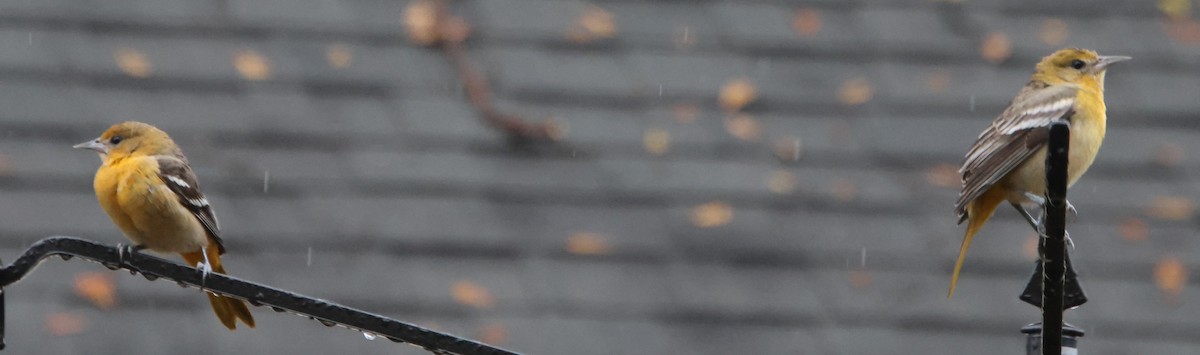 פזאי צפוני - ML646262885