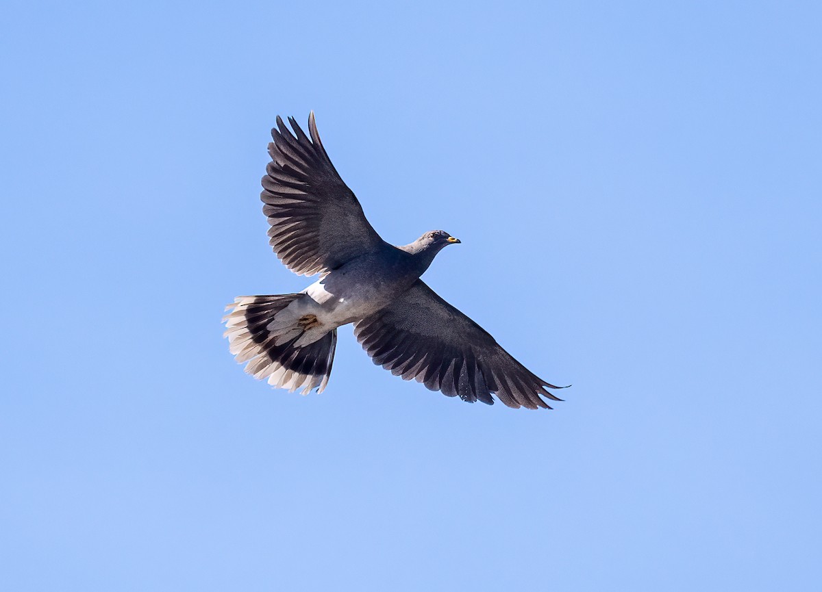 Band-tailed Pigeon - ML646262896