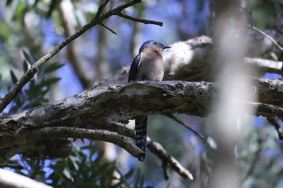 Fan-tailed Cuckoo - ML646262897