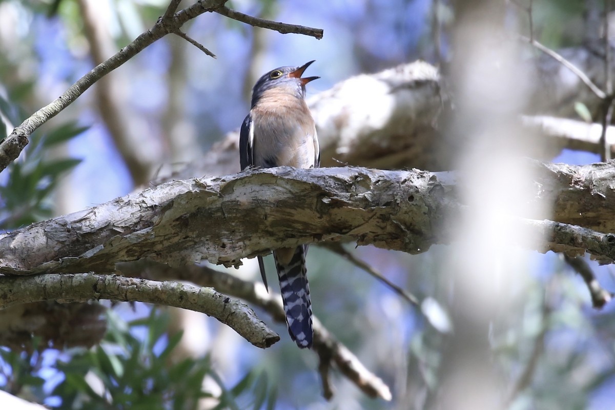 Fan-tailed Cuckoo - ML646262898