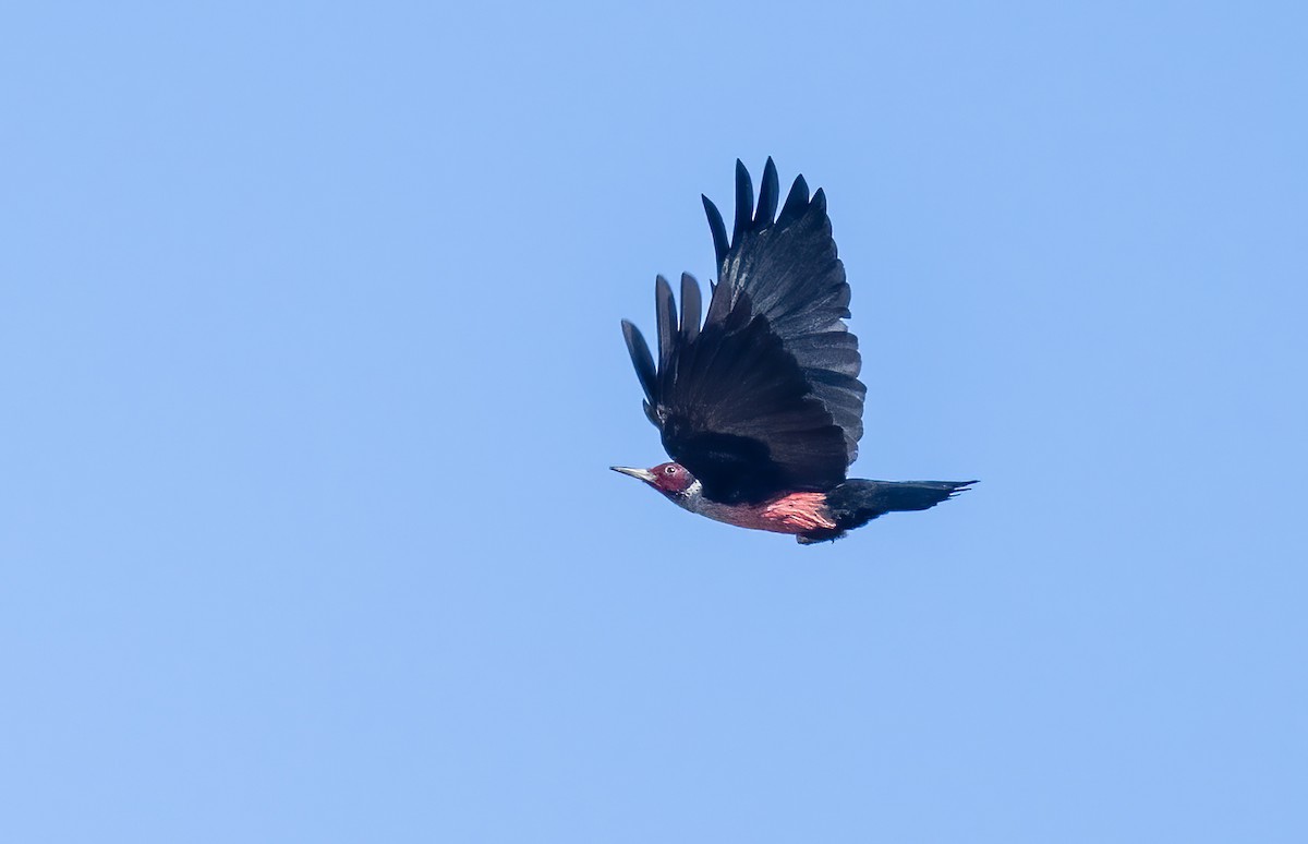 Lewis's Woodpecker - ML646262901