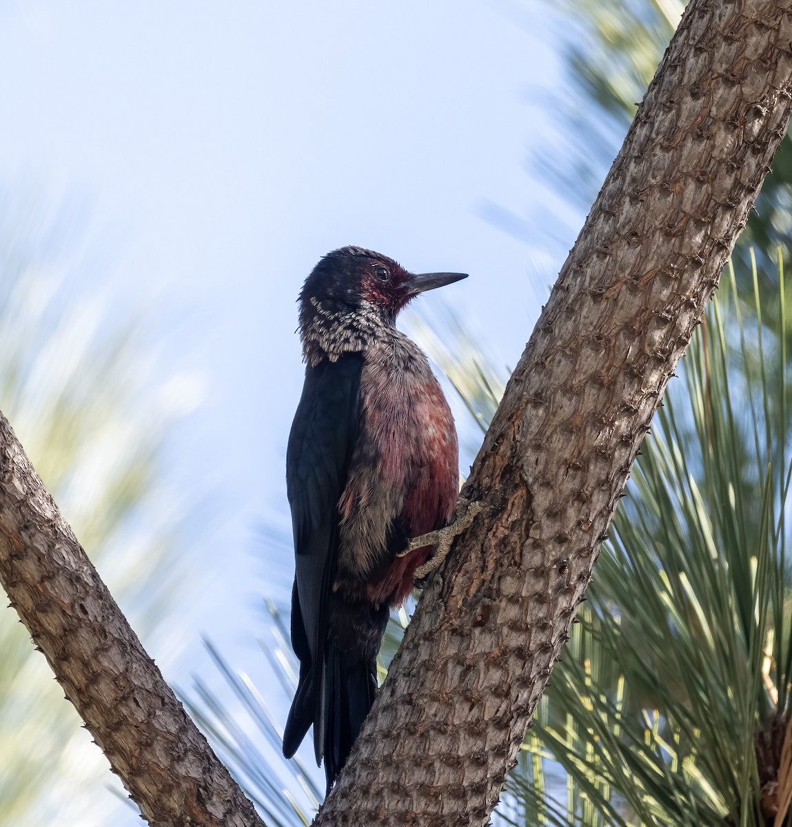 Lewis's Woodpecker - ML646262902