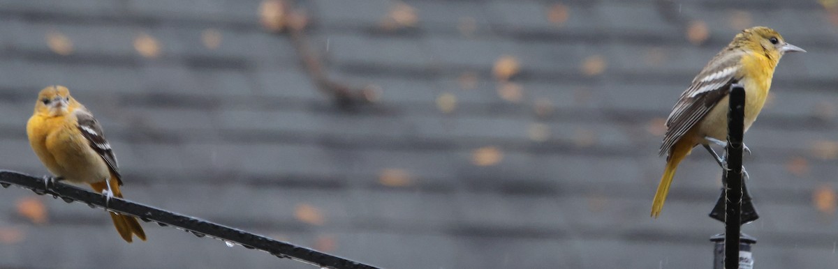 פזאי צפוני - ML646262903