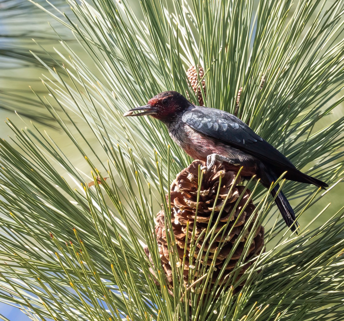Lewis's Woodpecker - ML646262904