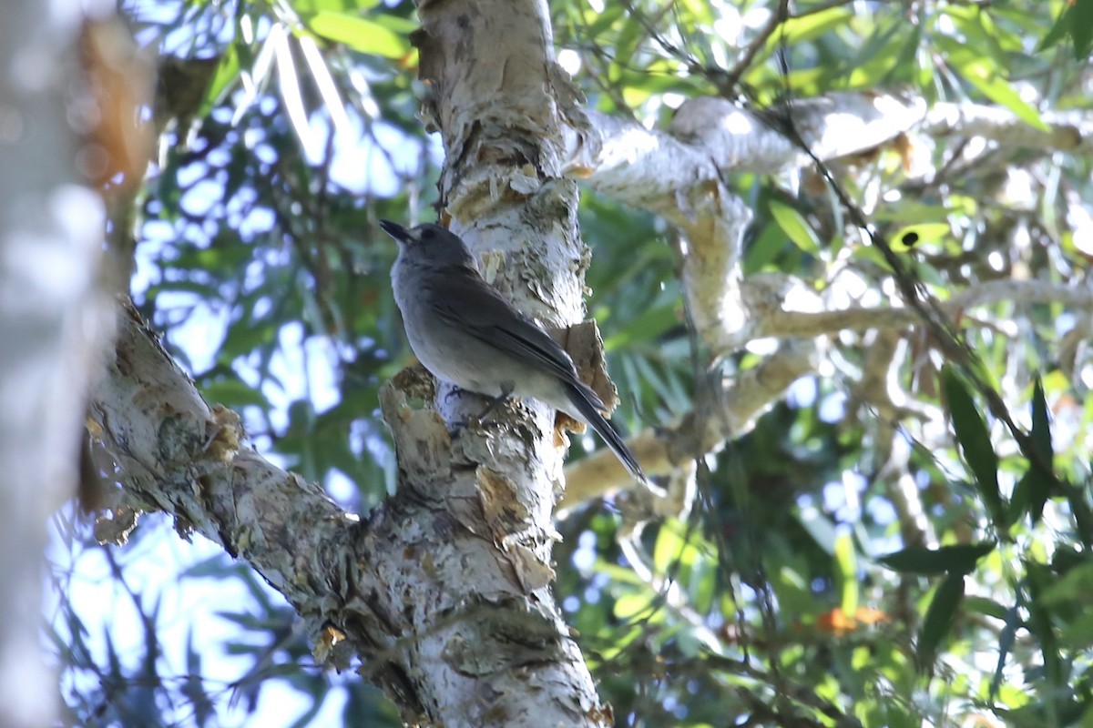 Gray Shrikethrush - ML646262905
