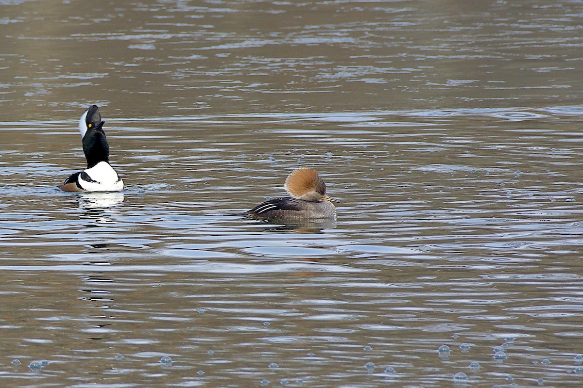 Zerra buruhandia - ML646262908