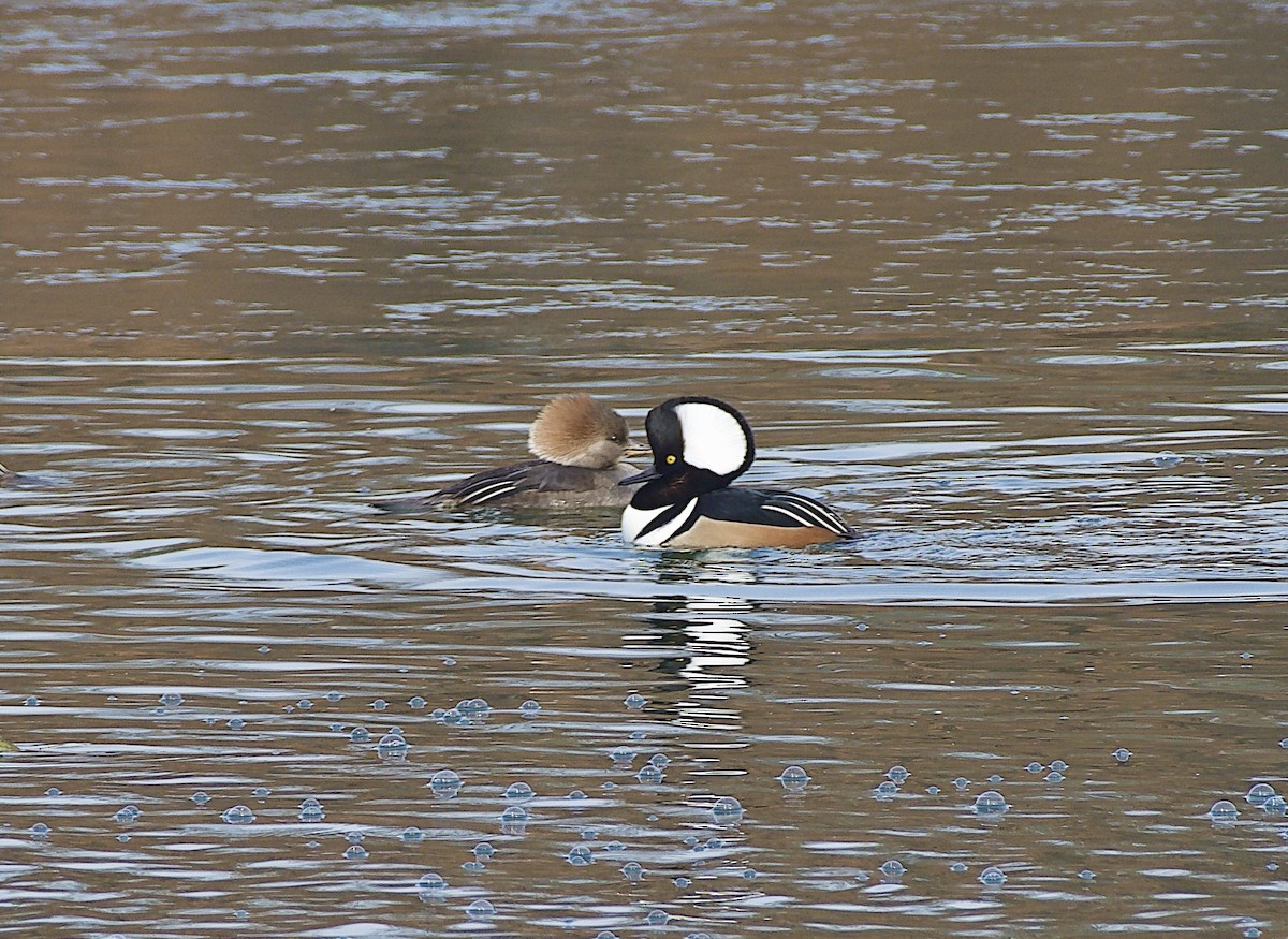 Zerra buruhandia - ML646262909