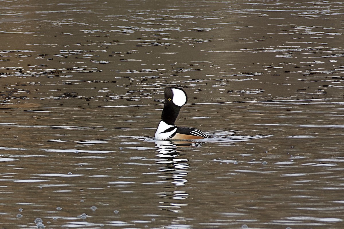 Zerra buruhandia - ML646262910