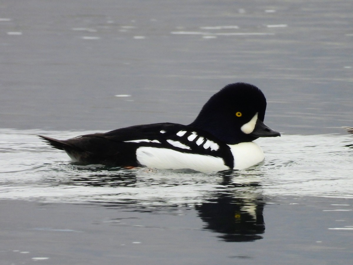 Murgilari islandiarra - ML646262911