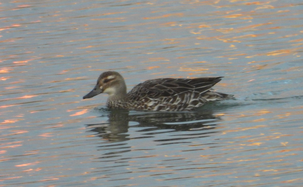 Garganey - ML646262915