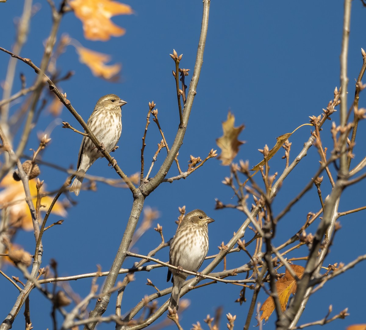 Purple Finch - ML646262917