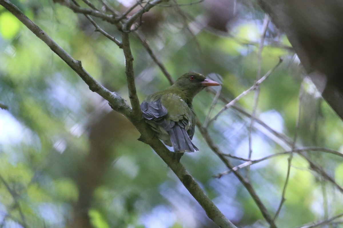 Olive-backed Oriole - ML646262918