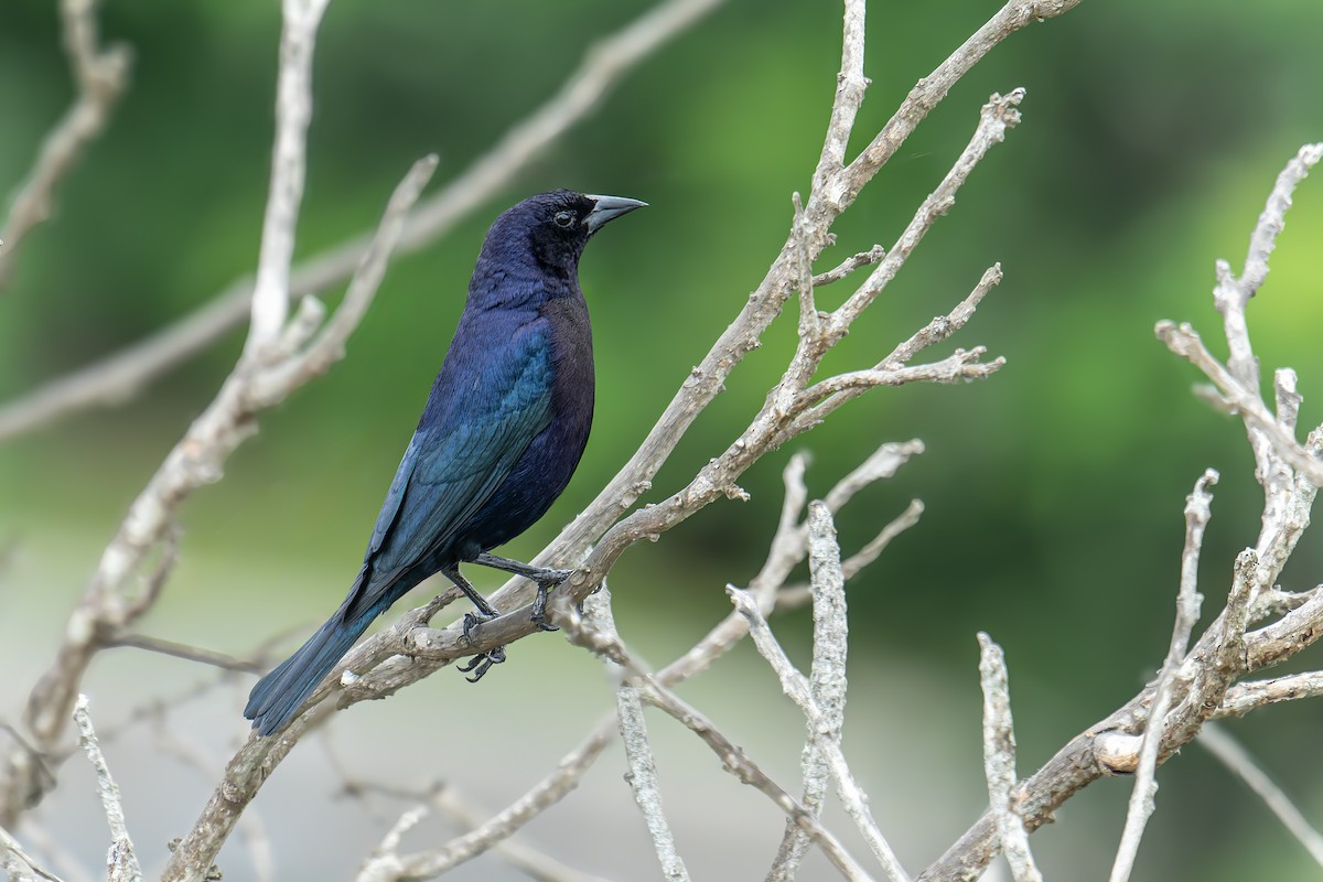 Shiny Cowbird - ML646262919