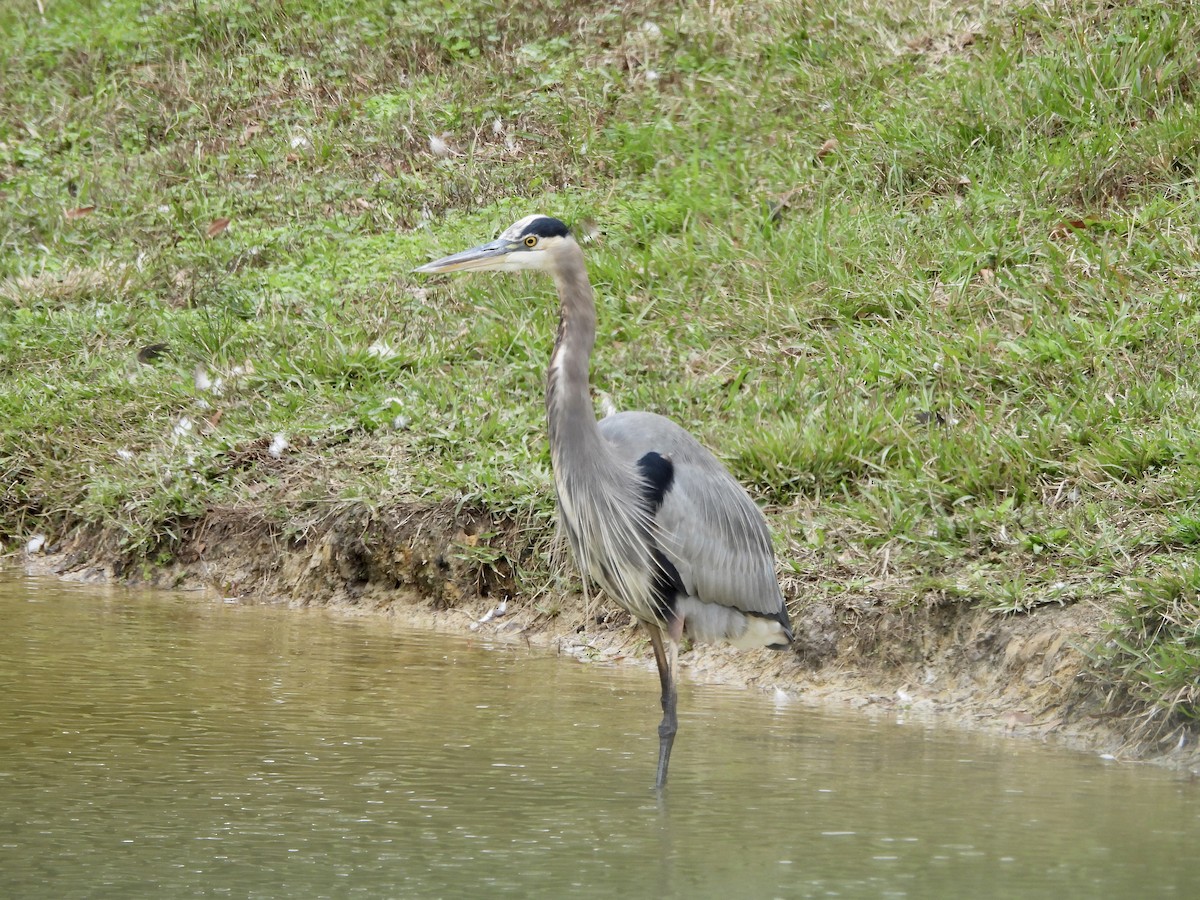 Koartza hauskara amerikarra - ML646262920