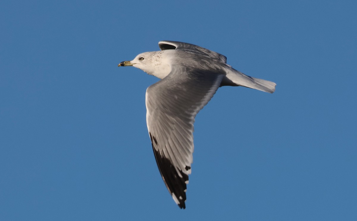 Delawareko kaioa - ML646262921