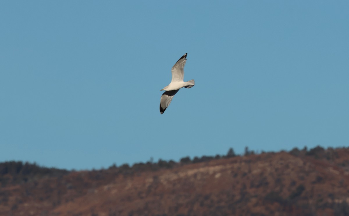 Delawareko kaioa - ML646262923