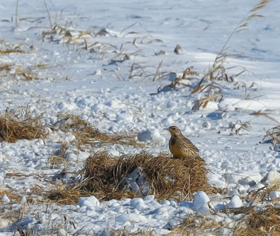 Western Meadowlark - ML646262924