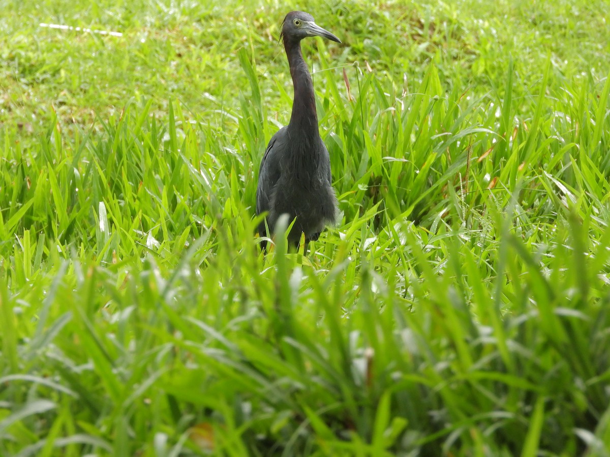 Koartzatxo urdina - ML646262925