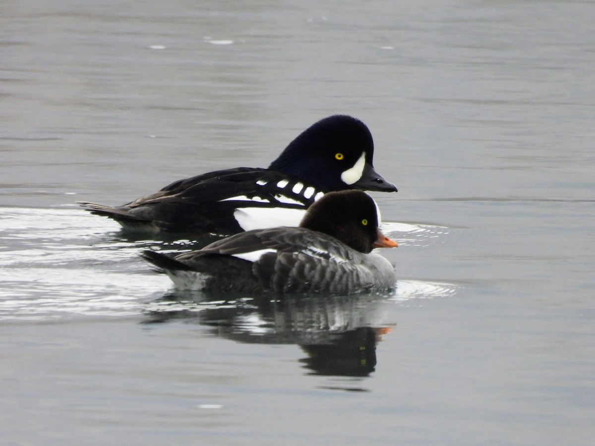 Murgilari islandiarra - ML646262927