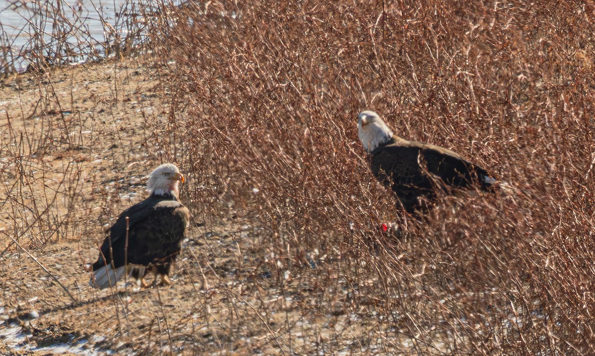 Itsas arrano buruzuria - ML646262928