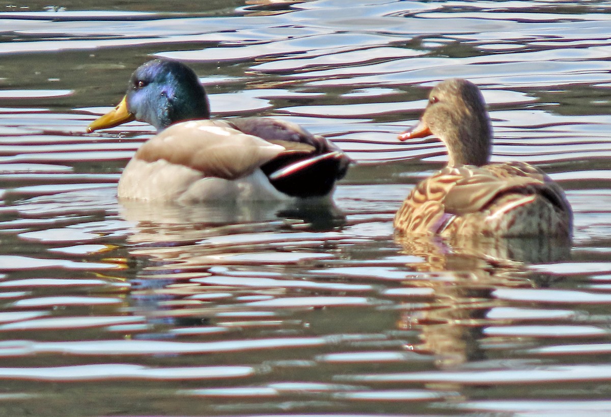 Basahatea - ML646262929