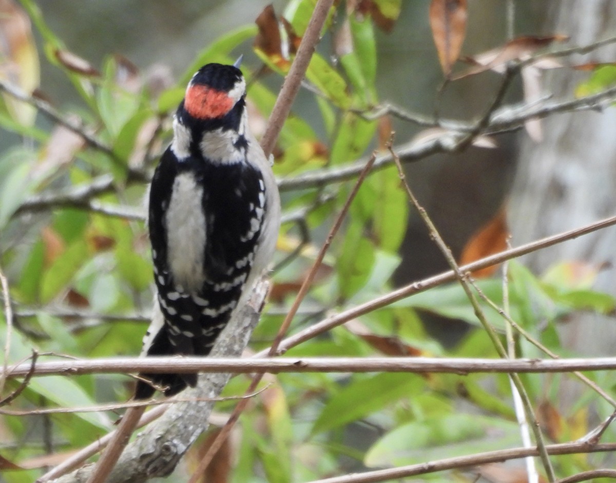 Downy Woodpecker - ML646262930