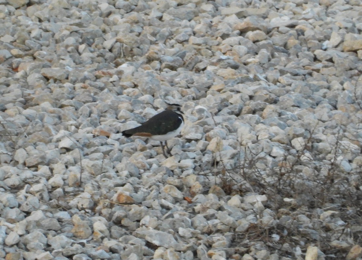 Hegabera eurasiarra - ML646262931