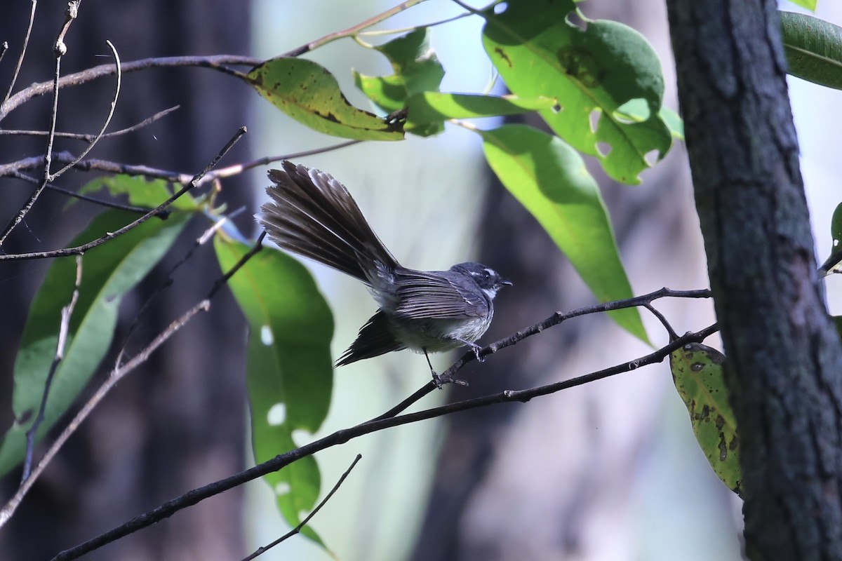 Gray Fantail (alisteri) - ML646262932
